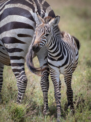 Obraz premium Zebras in Tanzania