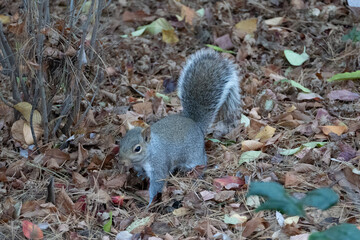 squirrel on the ground