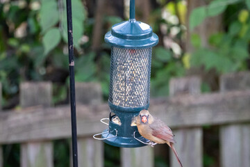 bird on a feeder
