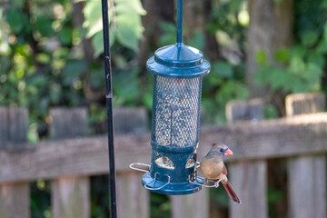 bird on a feeder