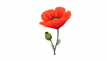Obraz premium Vibrant red poppy flower against white background, floral beauty