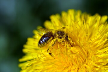 Biene voller Pollen auf einer Löwenzahnblüte
