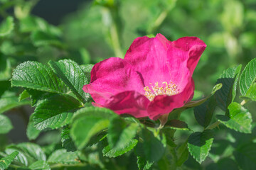 Fototapeta premium Bright crimson rosehip flower in full bloom