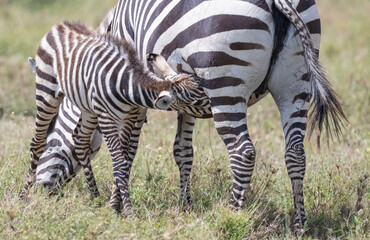 Zebras in Tanzania