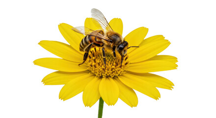 Isolated Bee
