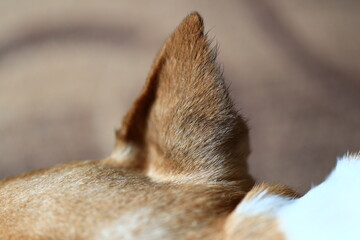 A detailed image of a dog's ears, useful for illustration or design.