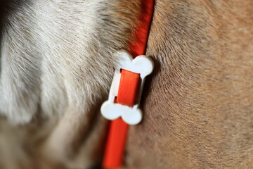 A close-up view of a dog's collar featuring a bone pendant, suitable for pet-related or...