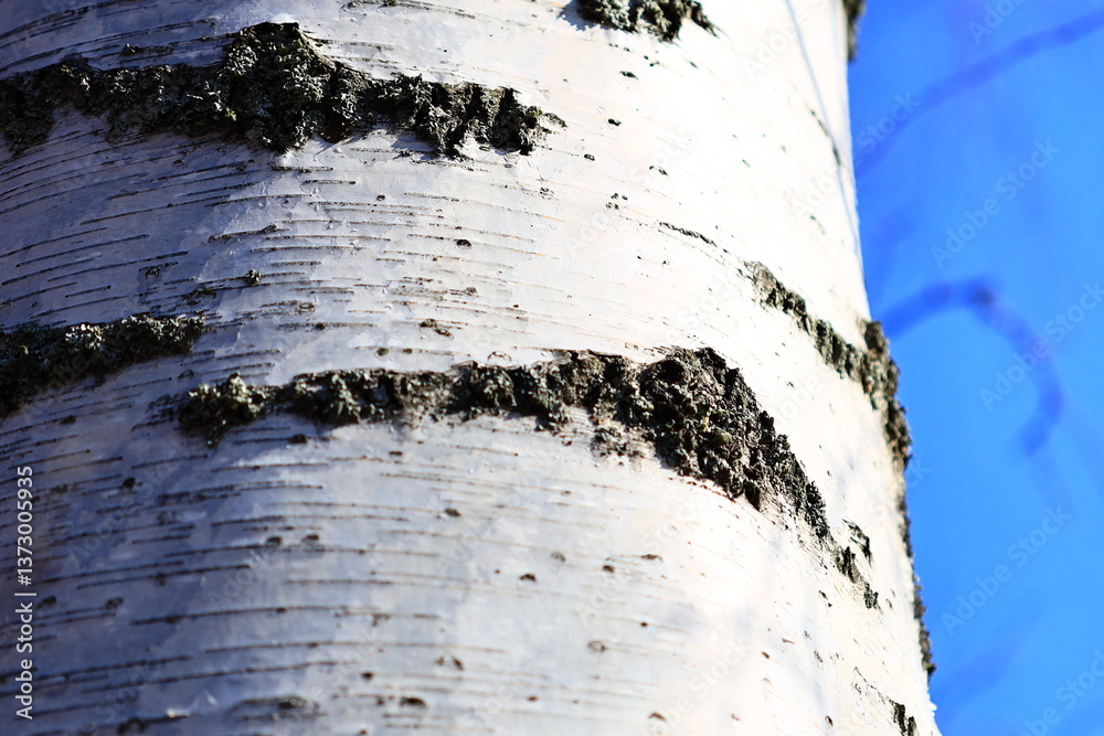 Poster a close-up shot of a tree trunk with a clear blue sky in the background, suitable for use in outdoor