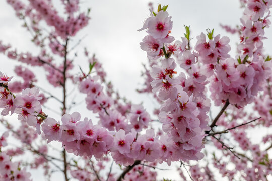 Cherry blossoms bloom gracefully in a serene setting during springtime, showcasing vibrant pink flowers against a cloudy sky - Powered by Adobe