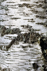 Close-up shot of a tree trunk covered in moss, great for nature and outdoors themes.