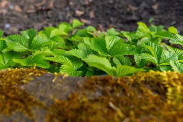Vibrant green strawberry plants growing near a moss-covered stone in the garden during springtime