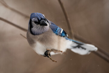 Blue Jay Perching on a Branch