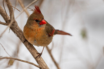 Female Northern Cardinal in the Woods