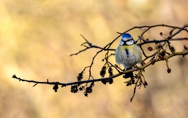 Meise im Wald