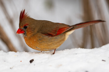 Female Northern Cardinal Foraging in Winter