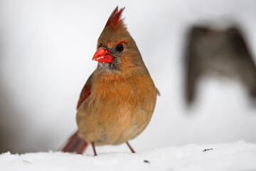 Female Northern Cardinal Foraging in Winter