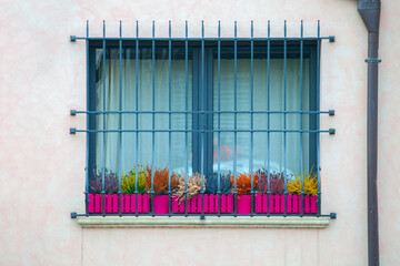 The window with a metal fence, behind which several flowers rest on the sill. These flowers, planted in jars, create a sense of coziness and bring joy to people passing by such windows