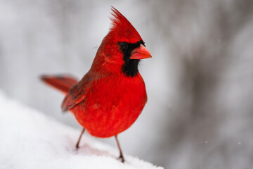 Male Northern Cardinal Exploring in Winter