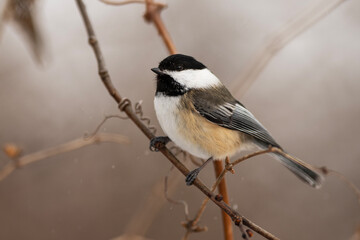 Black-capped Chickadee Perched on Branch