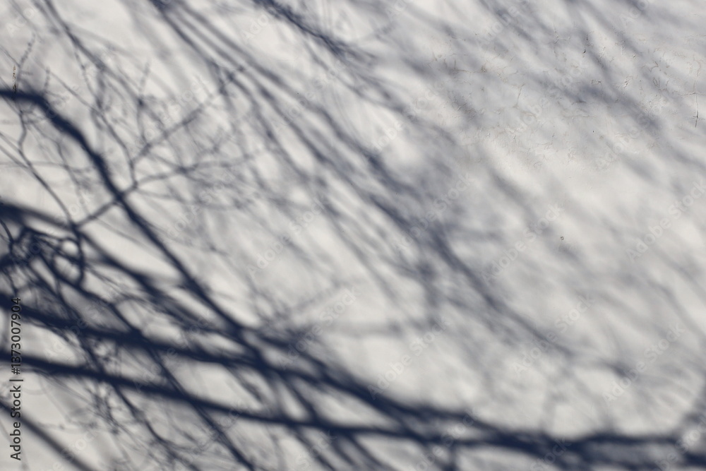Poster White wall with shadows from trees and branches.