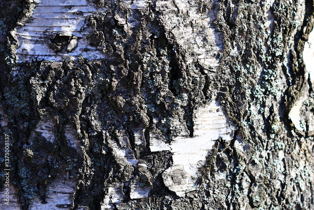 Poster Close up of tree bark texture with unique patterns and details.