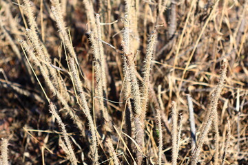 Fototapeta premium A close-up shot of a compact bundle of dry grass, suitable for use in illustrations about nature, environment, or agriculture.