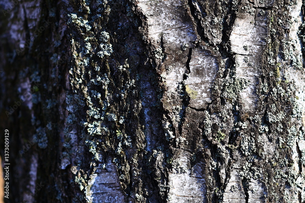 Aufkleber A detailed view of a tree's outer layer, highlighting its texture and patterns.