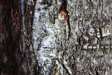 A detailed view of tree bark texture and patterns.