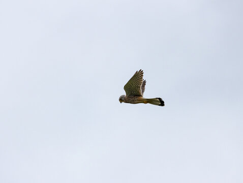 faucon cr&eacute;cerelle