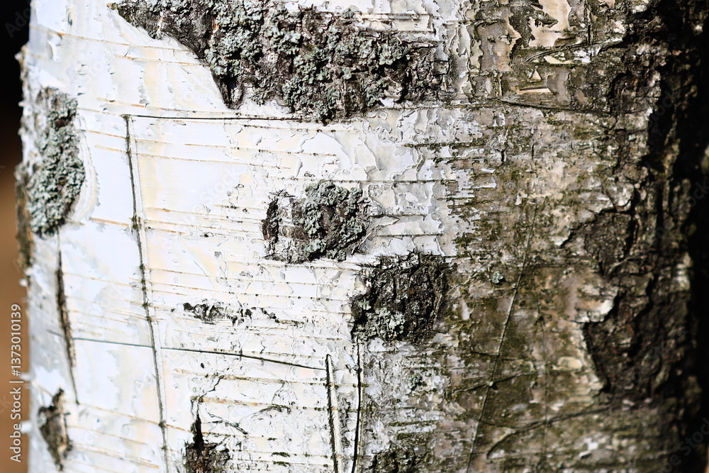Poster A detailed view of tree bark with intricate patterns and texture.