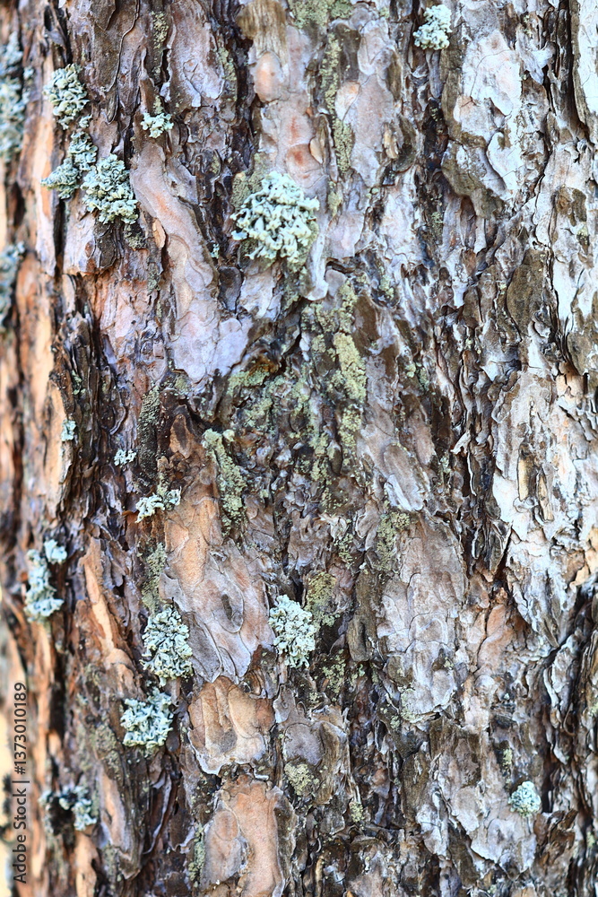 Poster close-up of a tree trunk covered in lichens, suitable for nature or science illustrations.