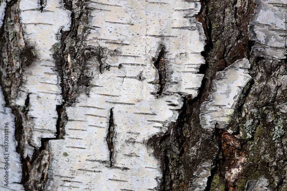 Poster a detailed view of a tree trunk featuring white bark, ideal for use in nature or environmental illus