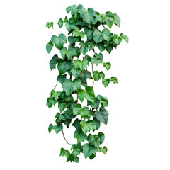 Vibrant Green Ivy Vine Climbing Up a Brick Wall Isolated on Transparent Background