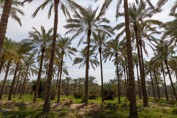 A sunny road flanked by rows of tall, slender palm trees stretches into the horizon