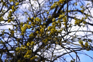  blooming willow branch with yellow inflorescences in spring in nature park against blue sky background as World Earth Day banner concept