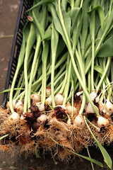 tulip bulbs, Tulip flower onion bulbs