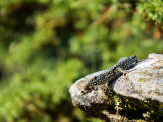 Lézard sur un rocher en plein soleil