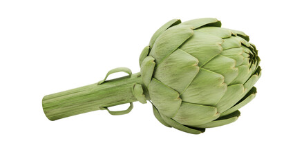 Isolated Fresh Green Artichoke