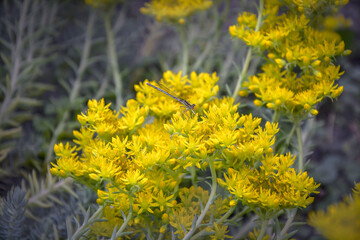 Yellow flowers like stars with a sitting dragonfly blooming in the garden.