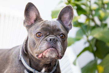 Fototapeta premium portrait of a mini French bulldog dog