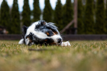 An Australian Shepherd lies on a grassy lawn chewing on an object. The yard features tall evergreen...