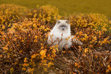 Blue-Eyed Ragdoll Cat in Autumn Flowers