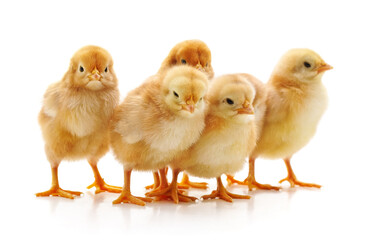 Fototapeta premium Two yellow little chickens.