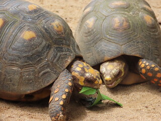 Tortugas
