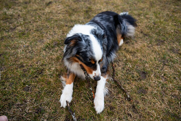 An Australian Shepherd dog with a tricolor coat lies on dry grass in a private yard, holding a stick with its front paws in a playful posture.
