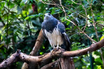 Typical Brazilian white-tailed hawk in its natural environment