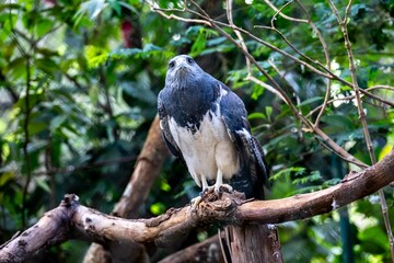 Typical Brazilian white-tailed hawk in its natural environment