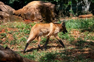Typical and rare Brazilian maned wolf in selective focus in natural environment