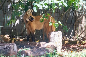 Typical and rare Brazilian maned wolf in selective focus in natural environment © Adilson