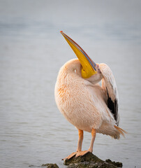 White Pelican